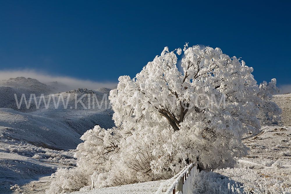 Hoar Frost and blue sky in Central Otago during the rare 2007 winter event, showcasing delicate ice crystals and serene NZ