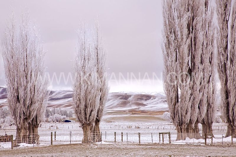 Frozen Lake at Butchers Dam – Central Otago Winter Scene