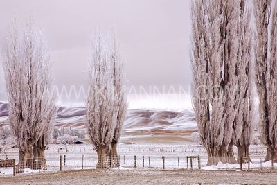 Frozen Lake at Butchers Dam – Central Otago Winter Scene