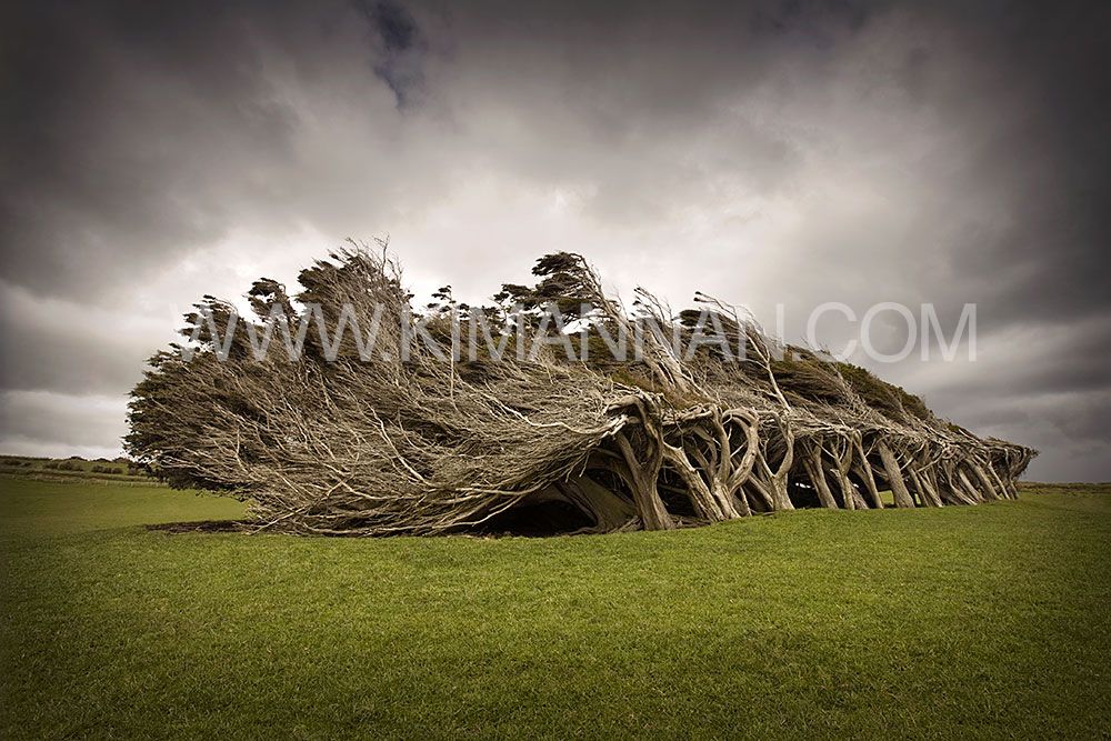Century of Southerlies – Wind-Sculpted Trees at Slope Point