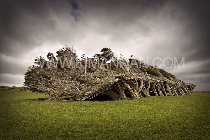 Century of Southerlies – Wind-Sculpted Trees at Slope Point