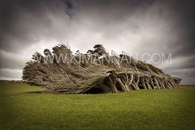 Century of Southerlies – Wind-Sculpted Trees at Slope Point