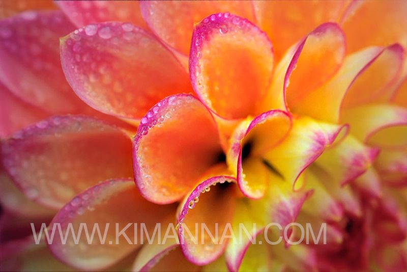 Macro photo of pink, orange, and yellow Dahlia flower with intricate petals.