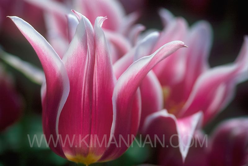 Close-up of pink and white tulip flowers with delicate petals