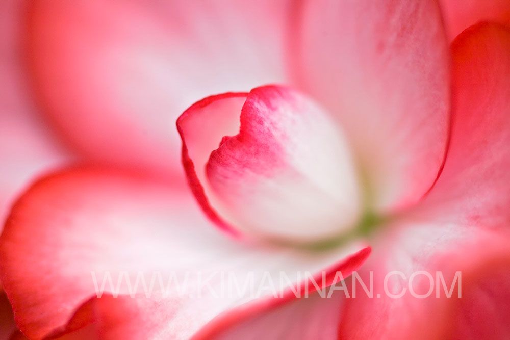 Close-up of pink and white begonia flower with delicate petals