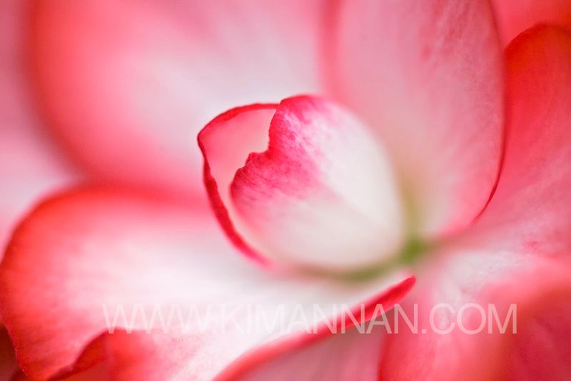 Close-up of pink and white begonia flower with delicate petals