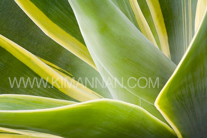 Close-up of a rare variegated agave with vibrant patterns