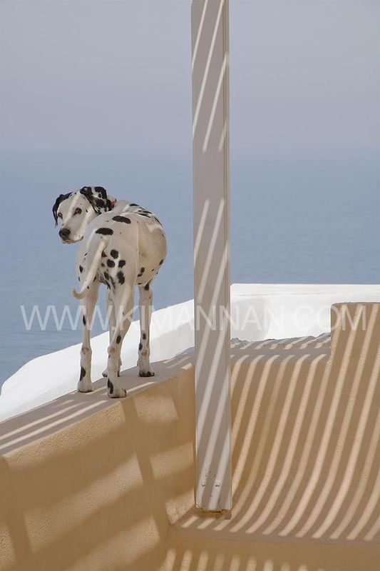 Dalmatian with spots and striped shadows in Santorini