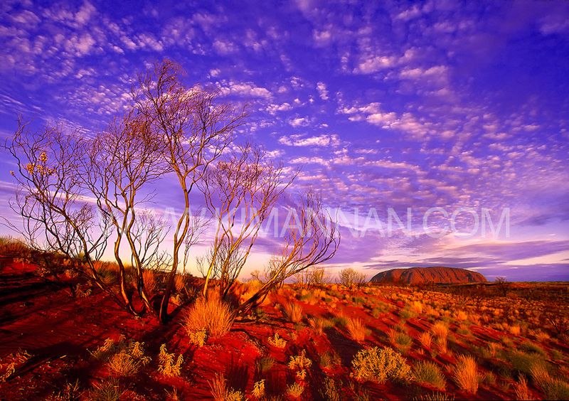 Sunset at Uluru Ayres Rock with vibrant orange and red hues