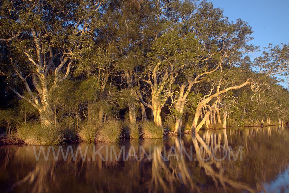 Myall Lakes in Australia with calm waters and lush greenery