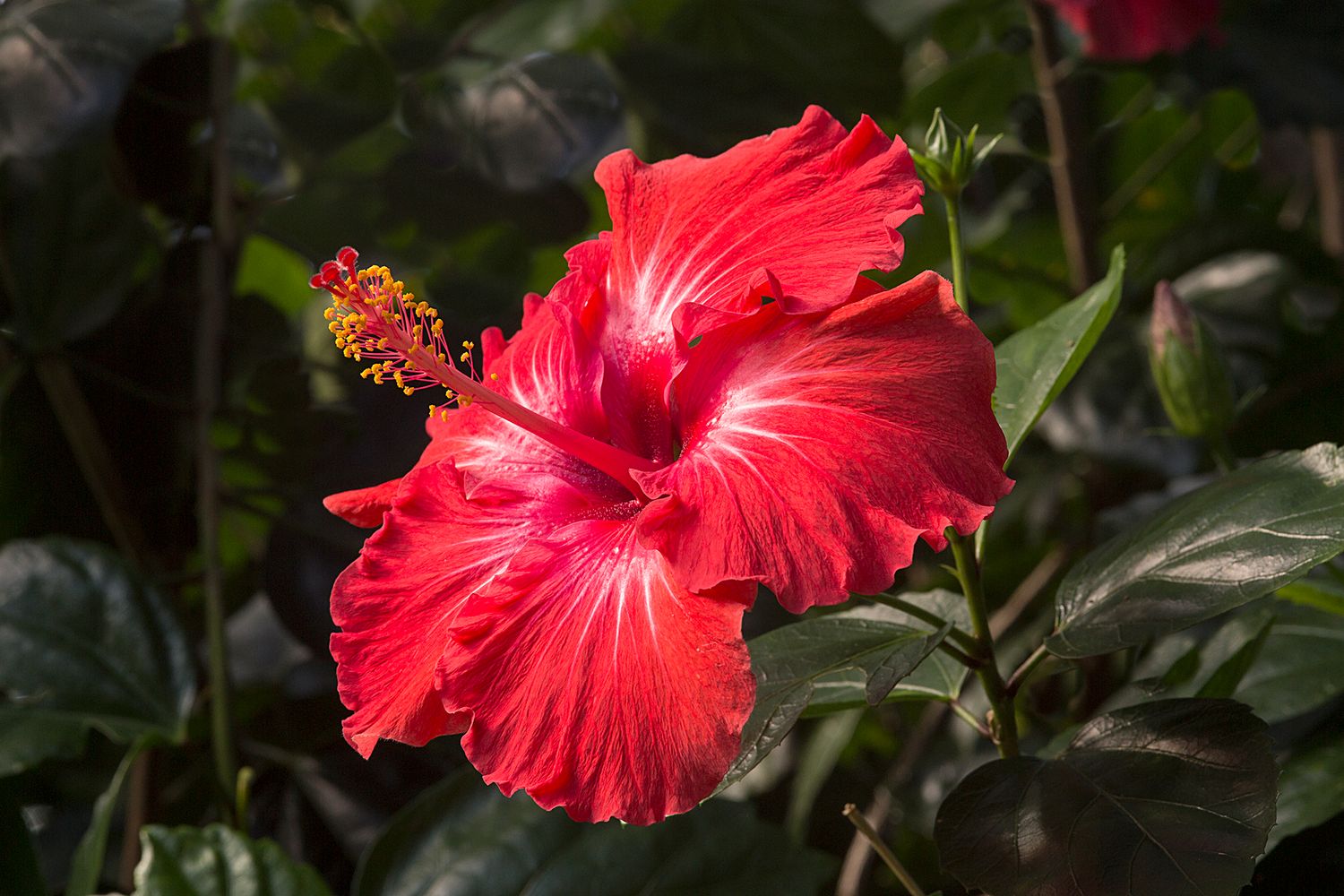 Hibiscus flower blooming in Rarotonga