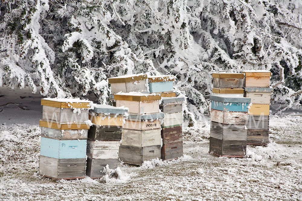 Frozen Bee Hives with Hoar Frost Trees