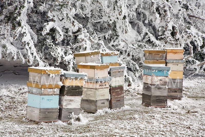 Frozen Bee Hives with Hoar Frost Trees