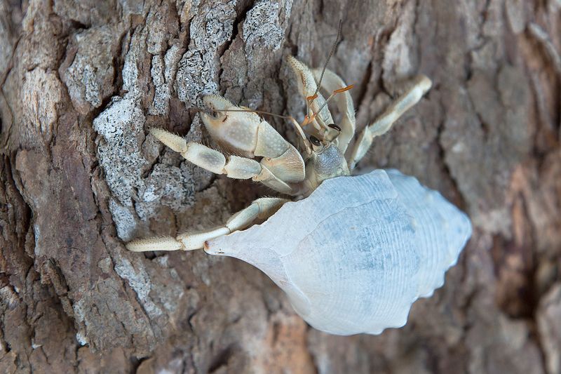 Larry the Hermit Crab climbing a tree in his new protective shell