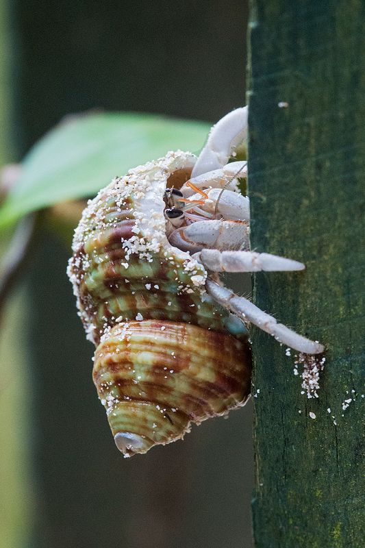 Hermione the Hermit Crab with her unique shell