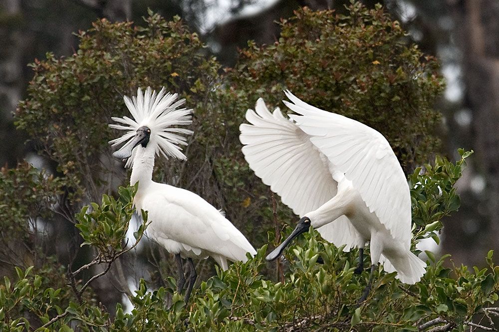 Spoonbill startled by another landing behind it
