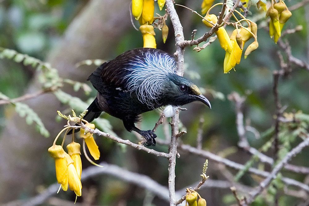 Tui bird on Tiritiri Matangi Island near Auckland