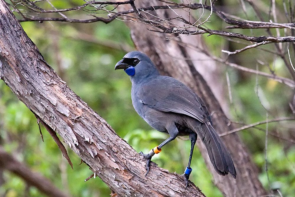 North Island Kokako with blue wattle on Tiritiri Matangi Island