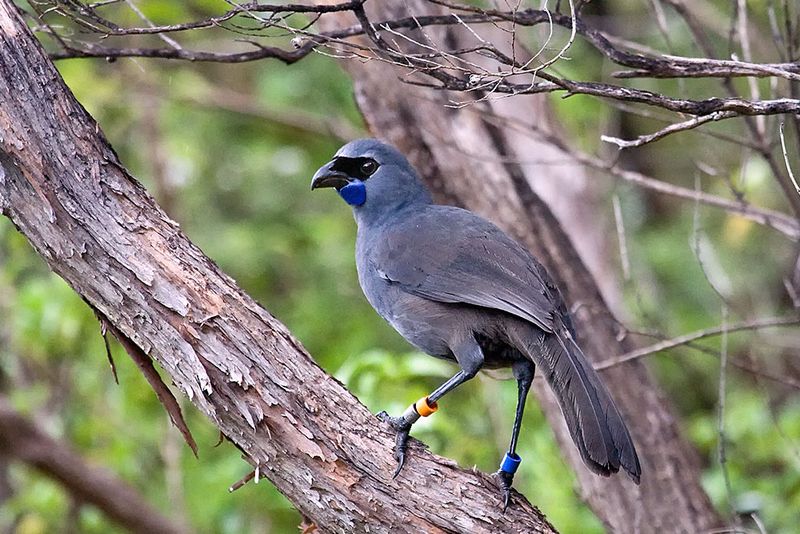North Island Kokako with blue wattle on Tiritiri Matangi Island