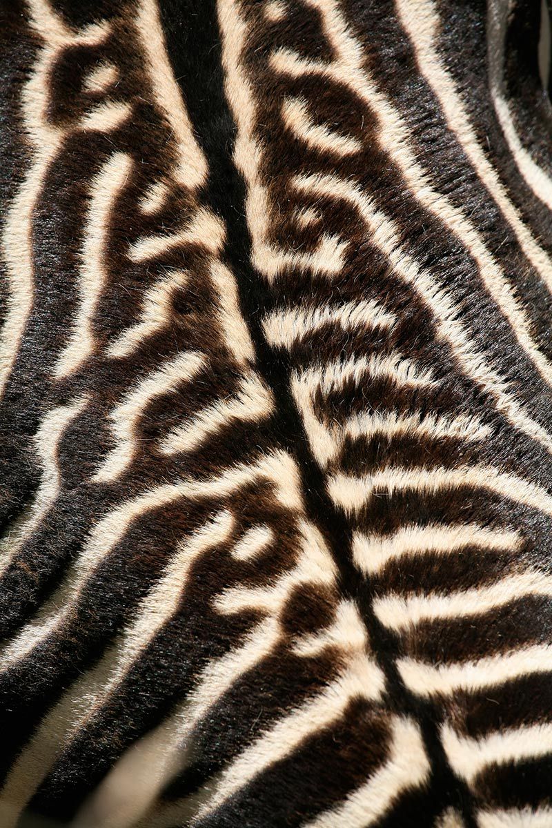Close-up of zebra stripes running down its back