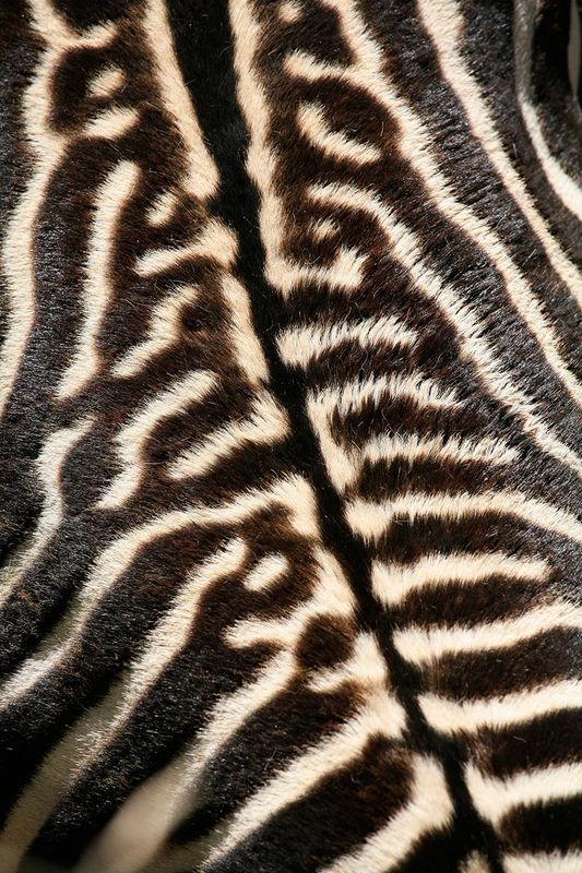 Close-up of zebra stripes running down its back