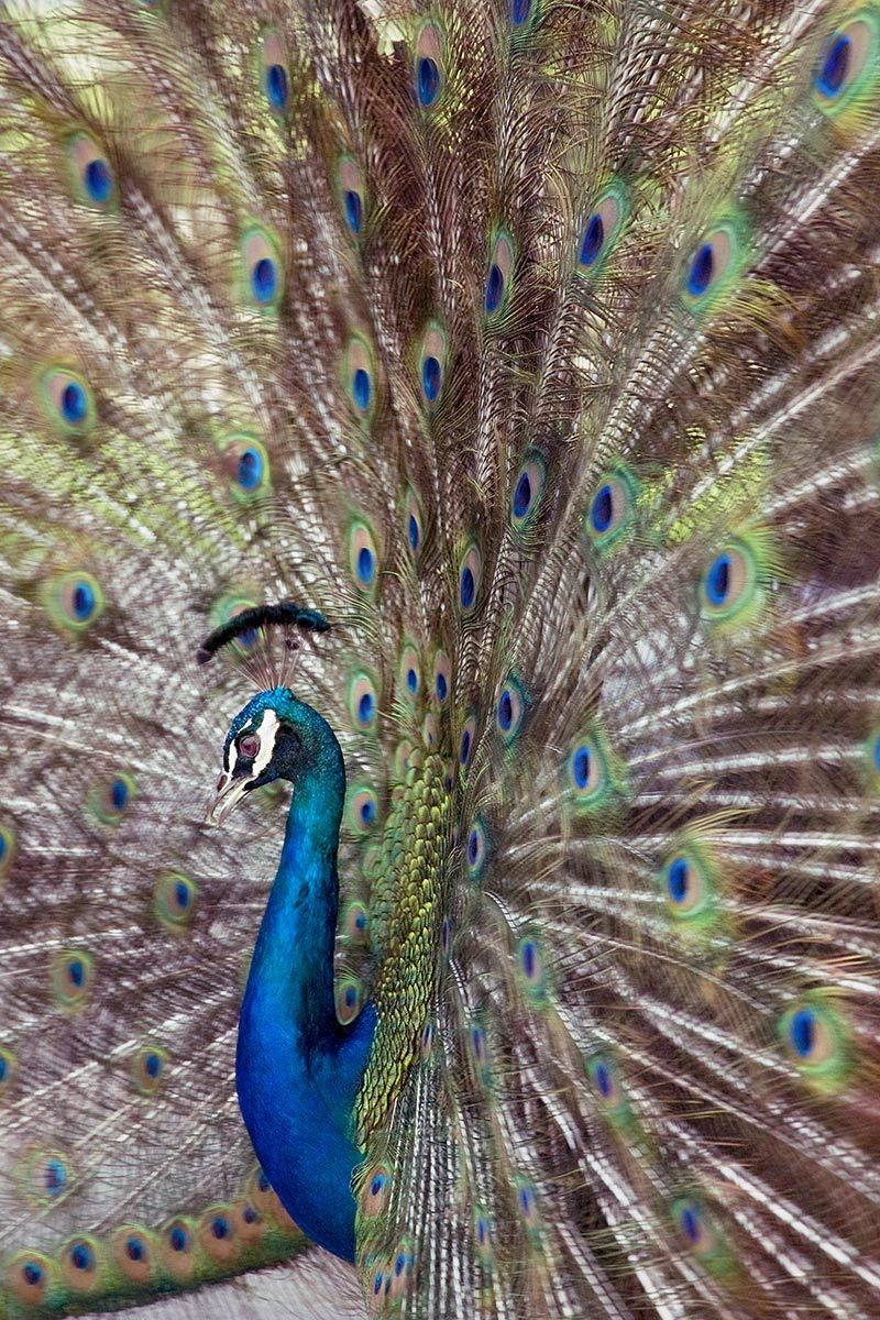Male peacock with vibrant feathers fully displayed