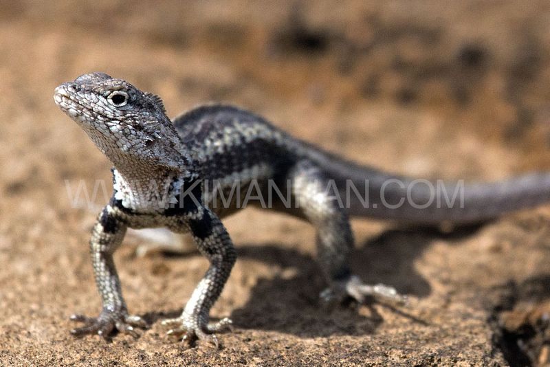 Lava Lizard basking on Punta Pitt Island, Galapagos, showcasing vibrant colors and its role in the unique ecosystem