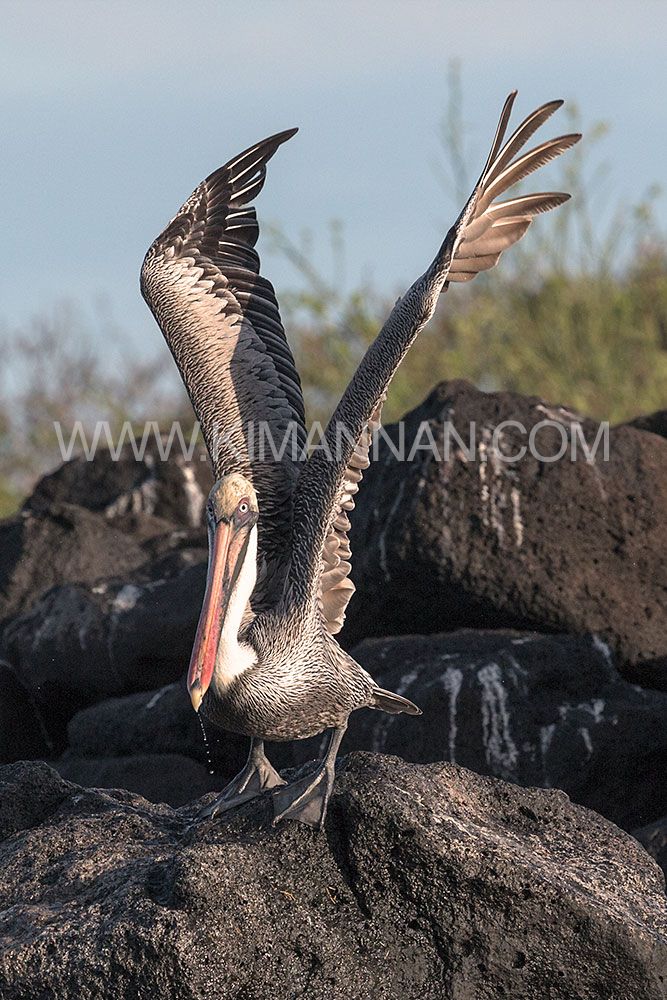 Pelican with wings raised vertically on North Seymour Island, Galapagos, showcasing the elegance and beauty of this majestic 