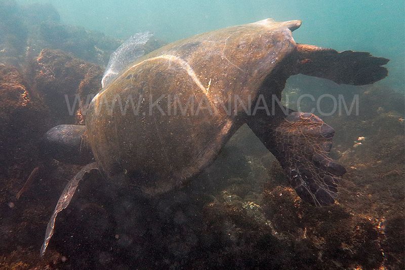 Swimming with Turtles – Urbina Bay, Galapagos