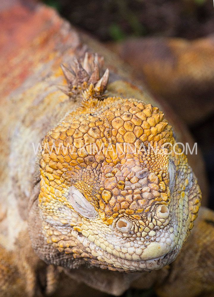Land Iguana looking down, showcasing intricate details of its head and rugged features in the Galapagos Islands
