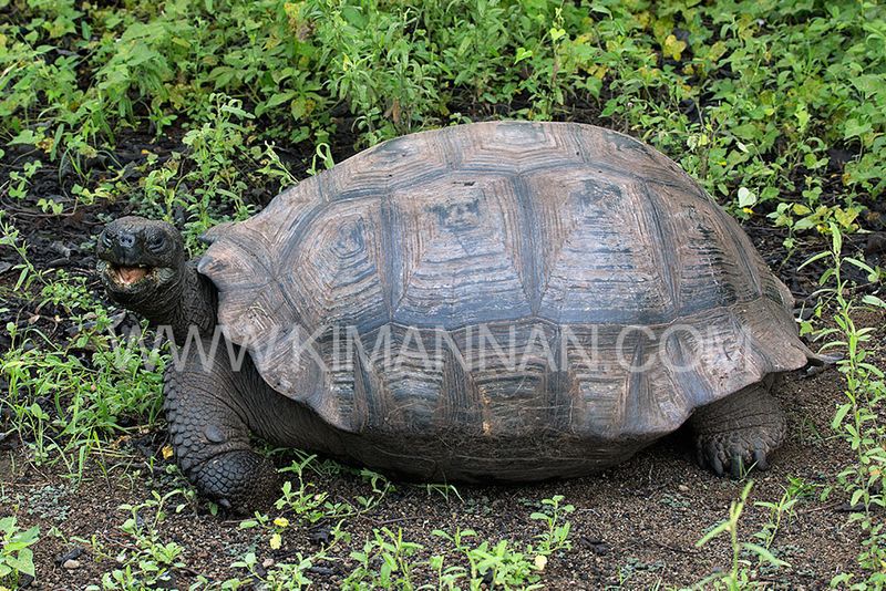 Smiling Giant Galapagos Tortoise, showcasing its serene demeanor and iconic presence in the Galapagos Islands