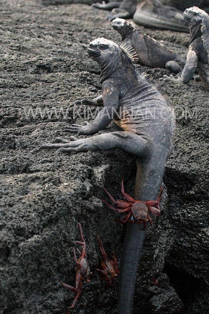 Sally Lightfoot Crab wrapped around a Marine Iguana’s tail, showcasing vibrant colors and unique Galapagos wildlife.