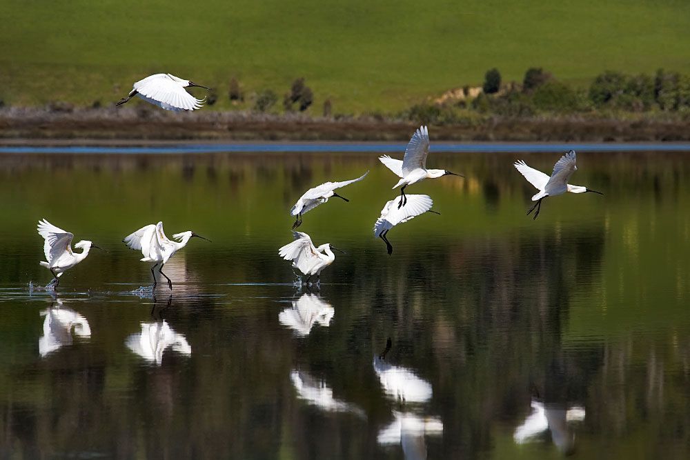 Spoonbills flying over a calm mirror lake