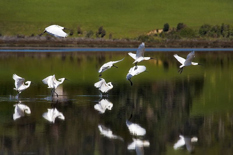 Spoonbills flying over a calm mirror lake