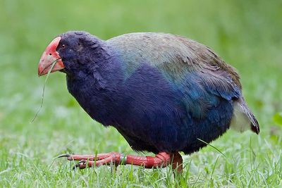 Takahe eating grass on Tiritiri Matangi Island