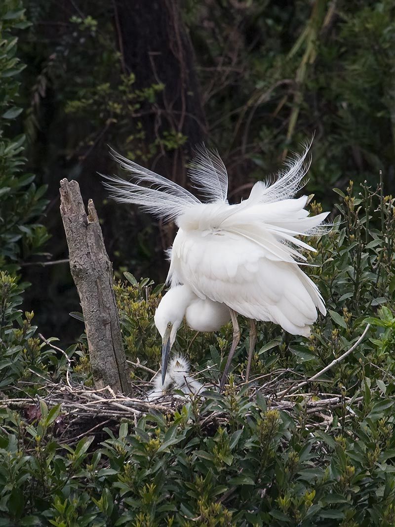 White heron standing over its nest of baby chicks