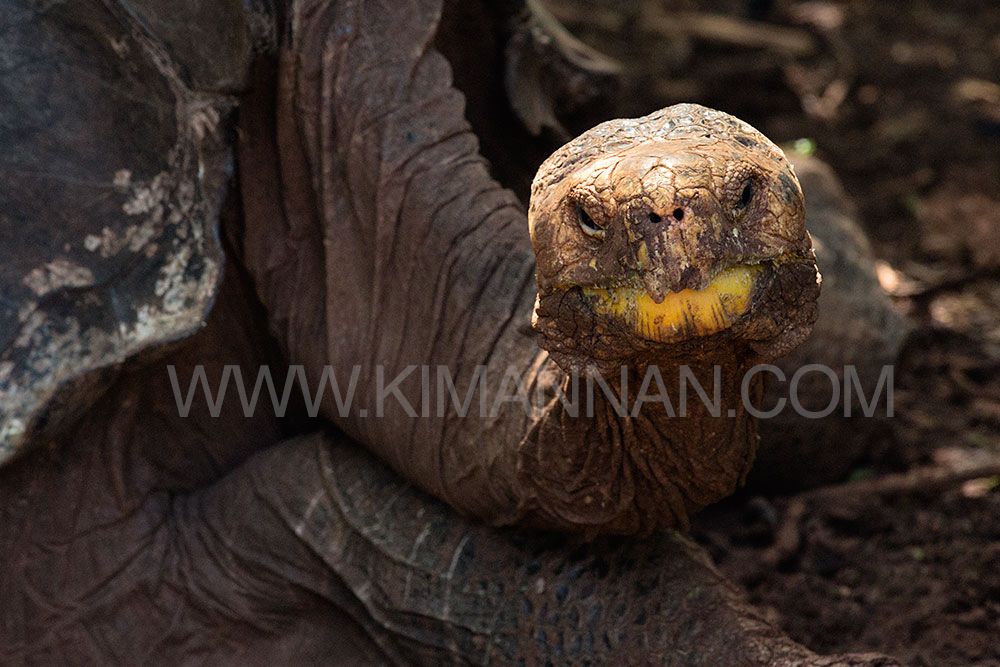 Diego the Saddle Back Galapagos Tortoise from Española Island, seen at the breeding center on Santa Cruz Island, Galapagos