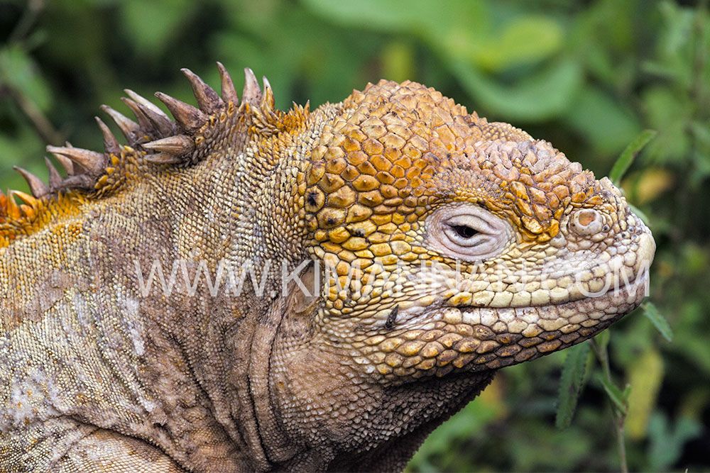 Side profile of a Land Iguana in the Galapagos Islands, showcasing its rugged features and vibrant colors