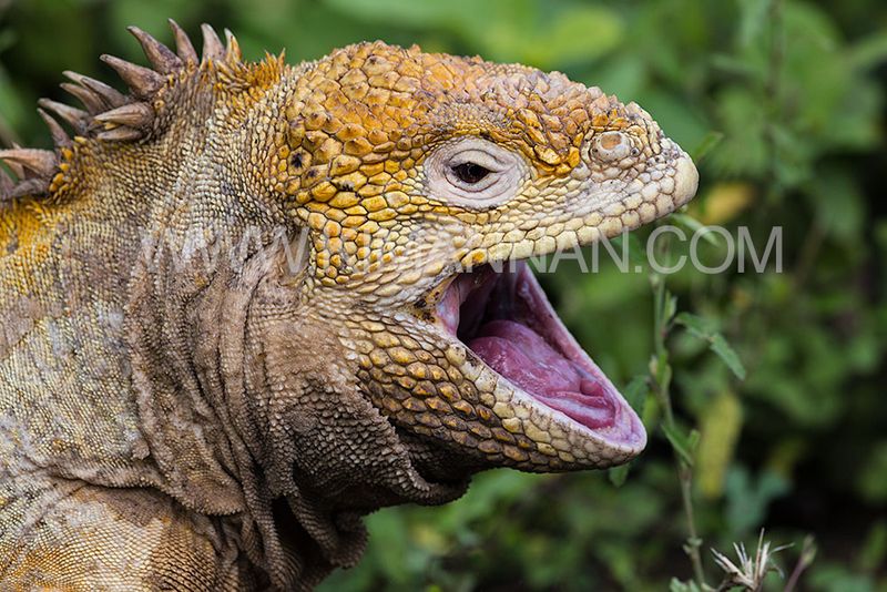 Land Iguana yawning in the Galapagos, showcasing its fascinating behavior and rugged charm in a stunning wildlife scene