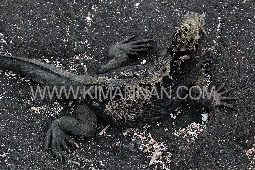 Marine Iguana camouflaged on black volcanic rock in the Galapagos, showcasing its incredible adaptation to the environment