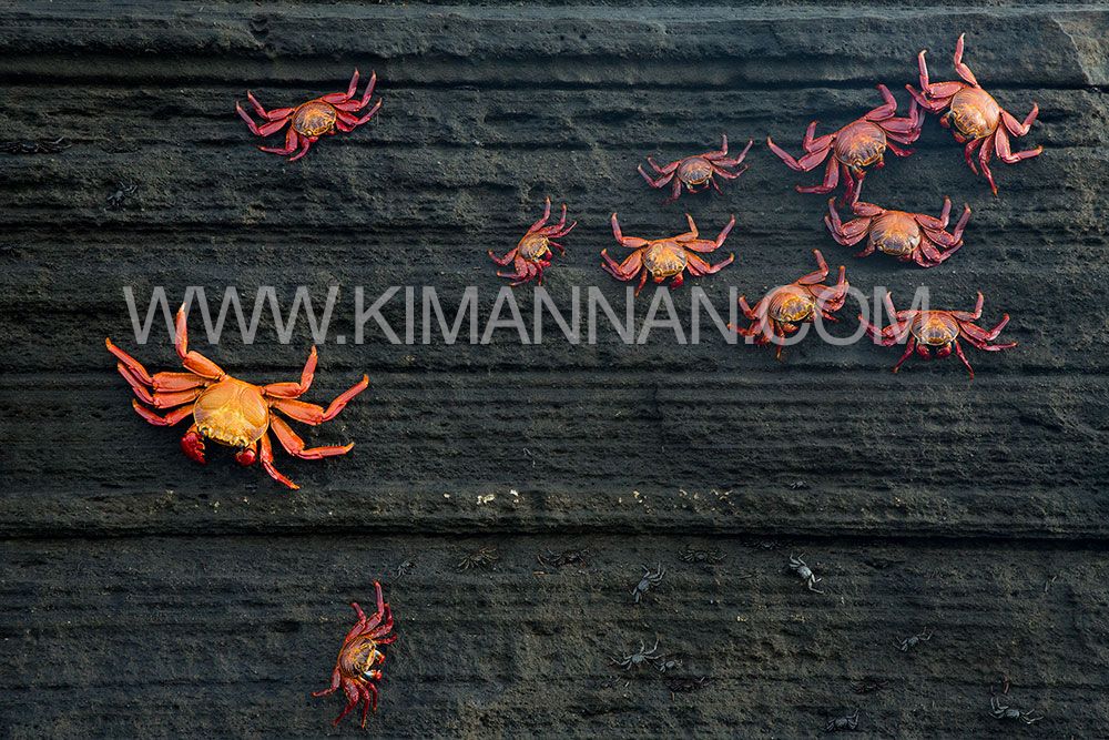 Sally Lightfoot Crabs perched on a rock, showcasing vibrant colors and the unique beauty of Galapagos marine wildlife