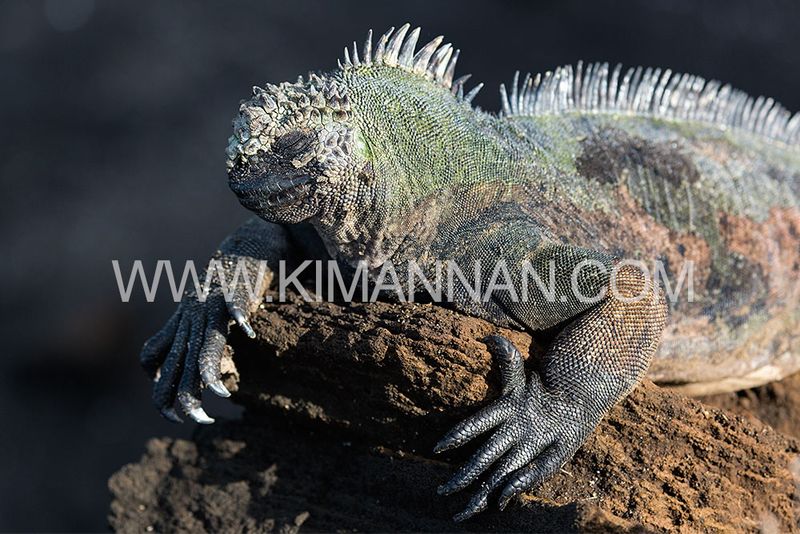 Marine Iguana basking in the sun with eyes shut, warming itself on the rocky shores of the Galapagos Islands