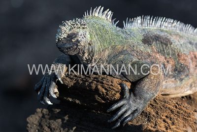 Marine Iguana basking in the sun with eyes shut, warming itself on the rocky shores of the Galapagos Islands
