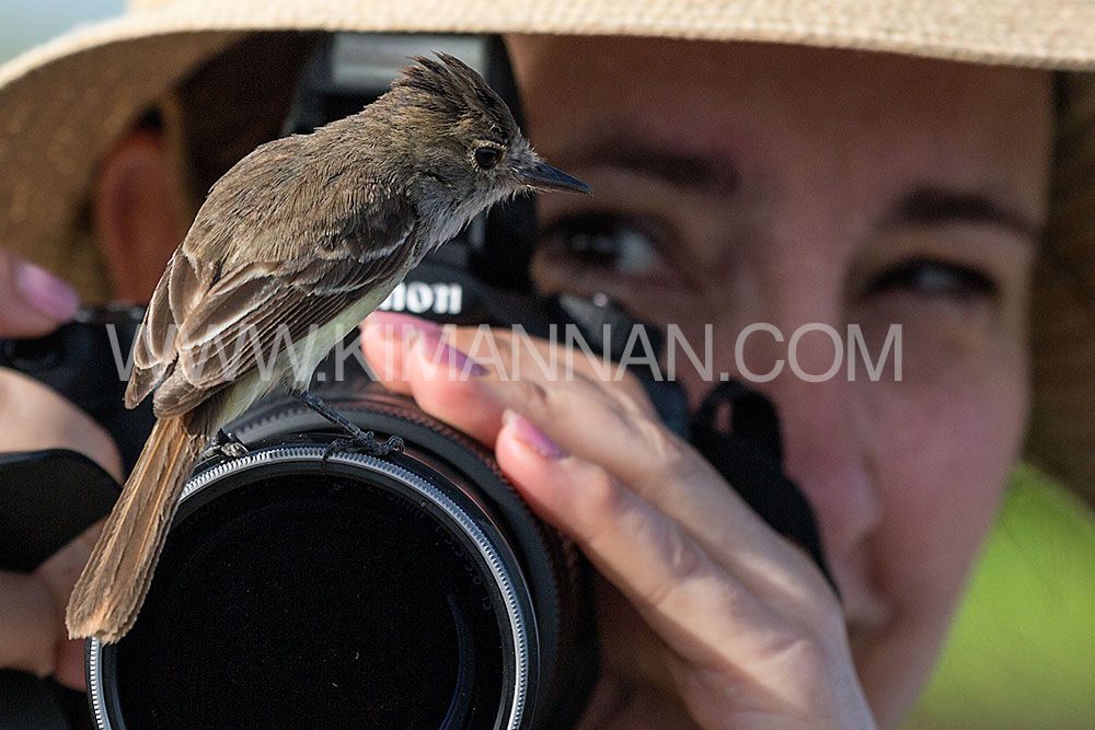 Flycatcher Bird perched on a camera lens in the Galapagos Islands, showcasing its curious and playful behavior
