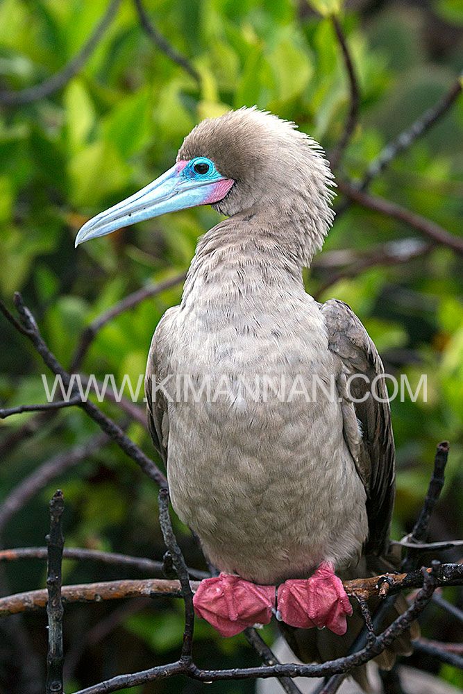 Red Footed Booby perched on a tree branch in the Galapagos Islands, showcasing unique adaptation despite its webbed feet