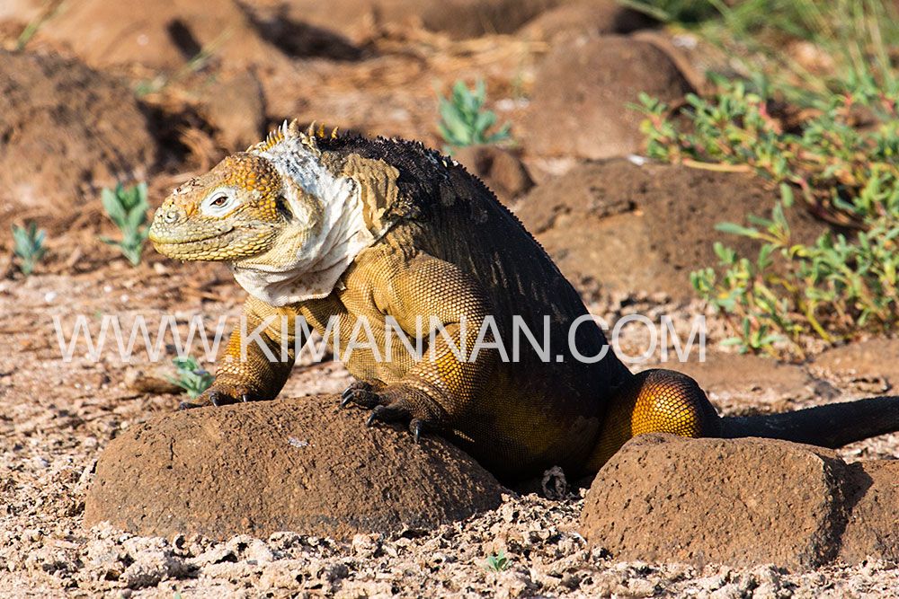 Land Iguana climbing over a rock in the Galapagos, showcasing its rugged charm and adaptability in a stunning wildlife