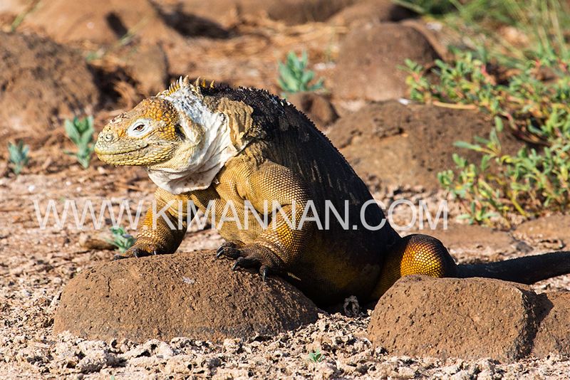 Land Iguana climbing over a rock in the Galapagos, showcasing its rugged charm and adaptability in a stunning wildlife