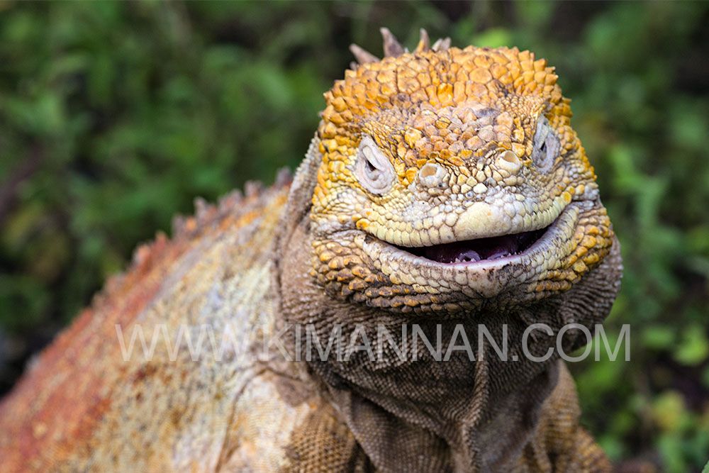 Land Iguana smiling in the Galapagos Islands, showcasing vibrant colors and playful expression in a stunning wildlife scene