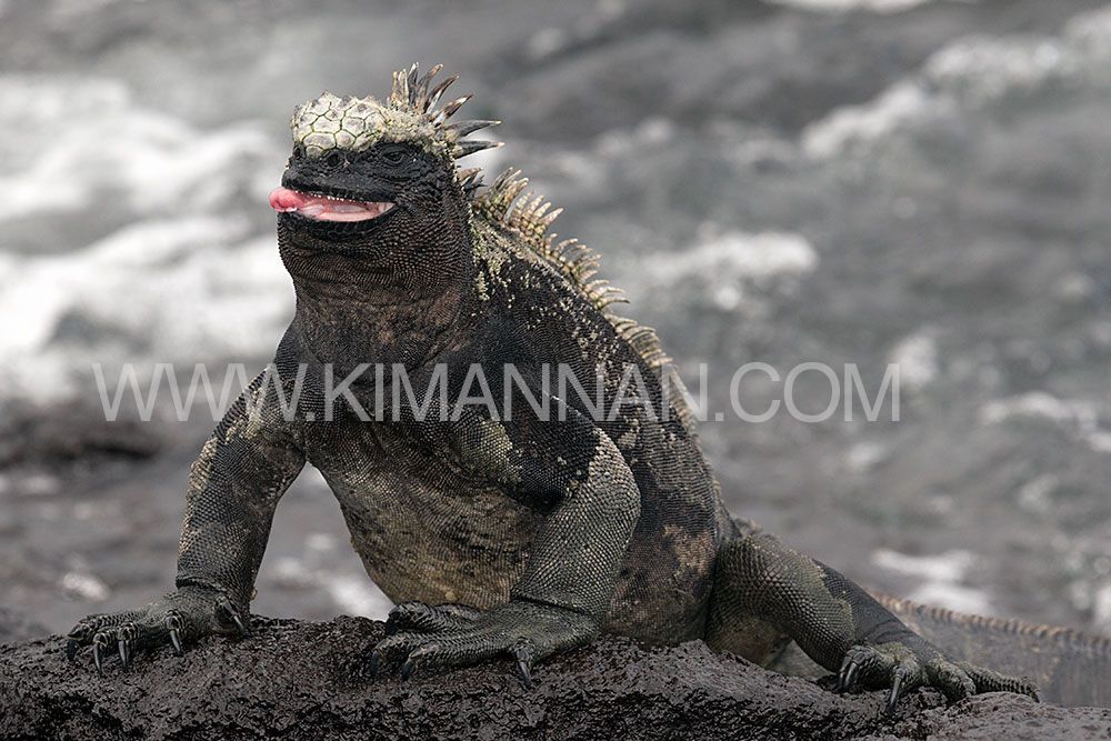 Marine Iguana poking out its tongue in the Galapagos Islands, showcasing its playful behavior and unique appearance