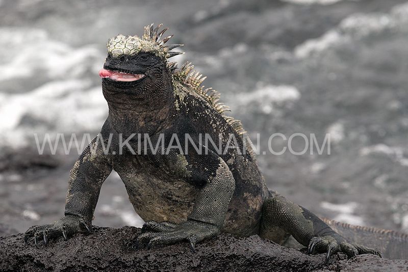 Marine Iguana poking out its tongue in the Galapagos Islands, showcasing its playful behavior and unique appearance